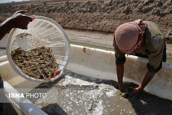اطلاعیه سازمان دامپزشکی درباره بیماری لکه سفید میگو اطلاعیه سازمان دامپزشکی درباره بیماری لکه سفید میگو