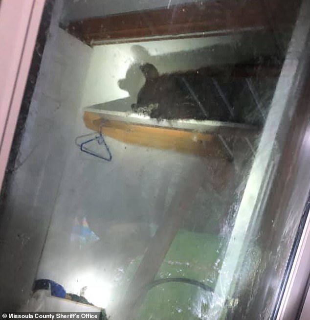 خرسی که در کمد خانه جا خوش کرده بود (+عکس) خرسی که در کمد خانه جا خوش کرده بود (+عکس)