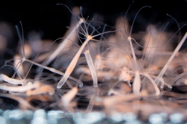 بازتولید سلول های بدن با الهام از بی مهرگان بازتولید سلول های بدن با الهام از بی مهرگان