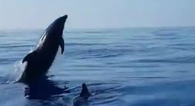 تشکر زیبای یک دلفین از ماهیگیرانی که فرزندش را آزاد کردند (+عکس) تشکر زیبای یک دلفین از ماهیگیرانی که فرزندش را آزاد کردند (+عکس)