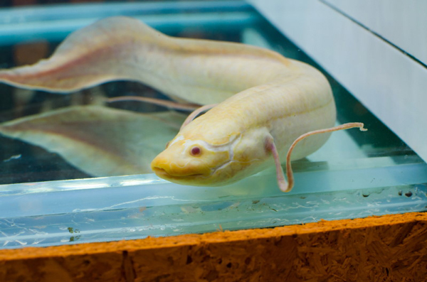 این ماهیها روی خشکی هم زنده میمانند! (+عکس) این ماهیها روی خشکی هم زنده میمانند! (+عکس)