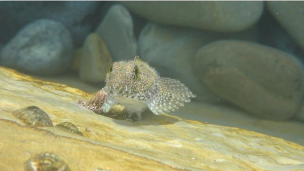 این ماهیها روی خشکی هم زنده میمانند! (+عکس) این ماهیها روی خشکی هم زنده میمانند! (+عکس)