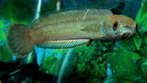 این ماهیها روی خشکی هم زنده میمانند! (+عکس) این ماهیها روی خشکی هم زنده میمانند! (+عکس)