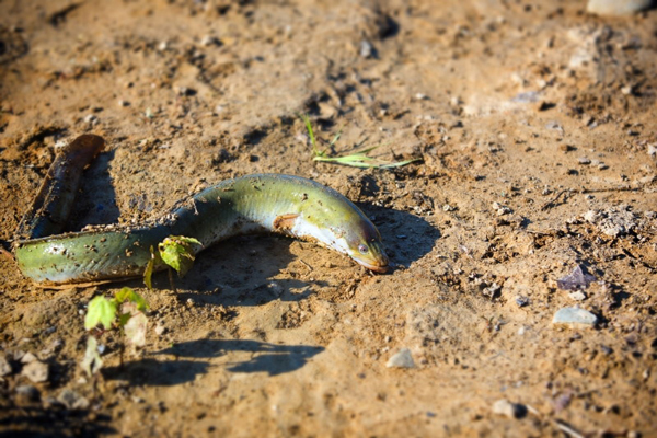 این ماهیها روی خشکی هم زنده میمانند! (+عکس) این ماهیها روی خشکی هم زنده میمانند! (+عکس)
