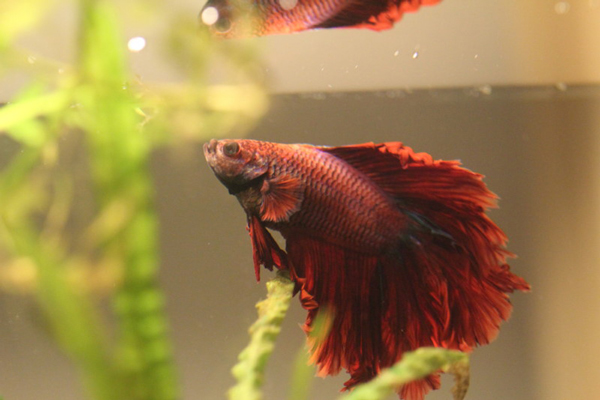 این ماهیها روی خشکی هم زنده میمانند! (+عکس) این ماهیها روی خشکی هم زنده میمانند! (+عکس)