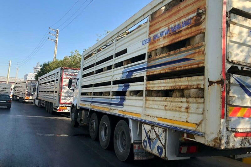 ورود اولین محموله دام زنده از آلمان ورود اولین محموله دام زنده از آلمان