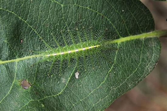 حیواناتی که استادان استتار هستند (+عکس)