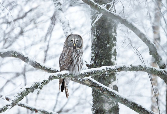 حیواناتی که استادان استتار هستند (+عکس)