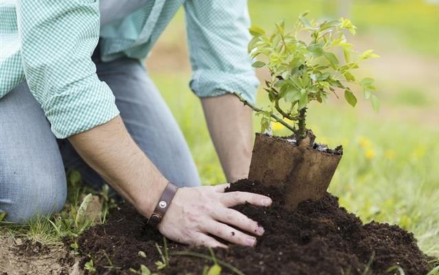 ۱۴میلیون اصله نهال در کشور کاشته می شود ۱۴میلیون اصله نهال در کشور کاشته می شود