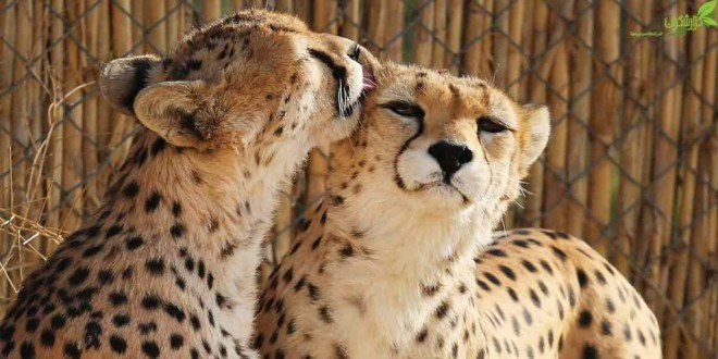 جدایی یوز «كوشكی» از «دلبر»