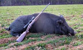 شکار بیضابطه گراز تهدیدی برای زنجیره غذایی پلنگها گراز