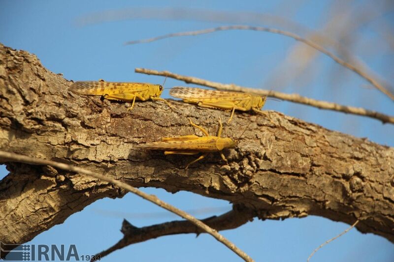 هجوم ملخ‌ها به کرمان