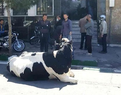 توضیح بانک ملی ایران درباره تقاضای تسویه بدهی یک فرد با گاو توضیح بانک ملی ایران درباره تقاضای تسویه بدهی یک فرد با گاو