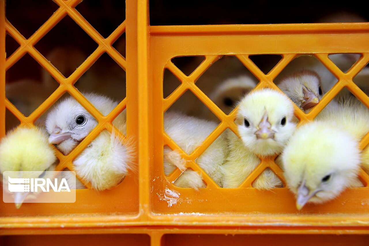 کمبود نهاده علت اصلی معدومسازی جوجههای یکروزه کمبود نهاده علت اصلی معدومسازی جوجههای یکروزه
