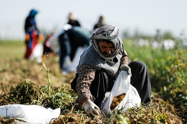 مرکز پژوهشهای مجلس: روستاییان قادر به فروش محصولات خود نیستند مرکز پژوهشهای مجلس: روستاییان قادر به فروش محصولات خود نیستند