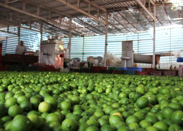 معرفی ۵ محتکر لیموترش به قوه قضاییه معرفی ۵ محتکر لیموترش به قوه قضاییه