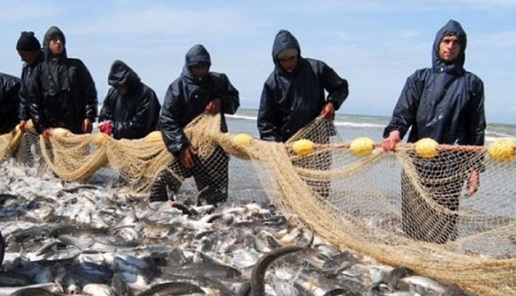 صید تجاری ماهیان خاویاری دریای خزر ممنوع شد صید تجاری ماهیان خاویاری دریای خزر ممنوع شد
