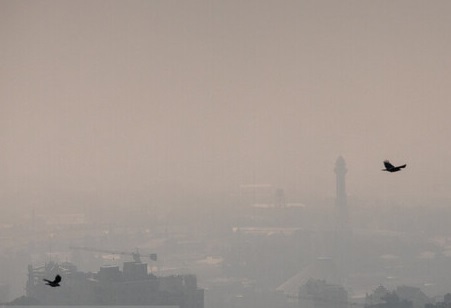 آلودگی هوا چه بر سر حیوانات شهری چه می‌آورد؟