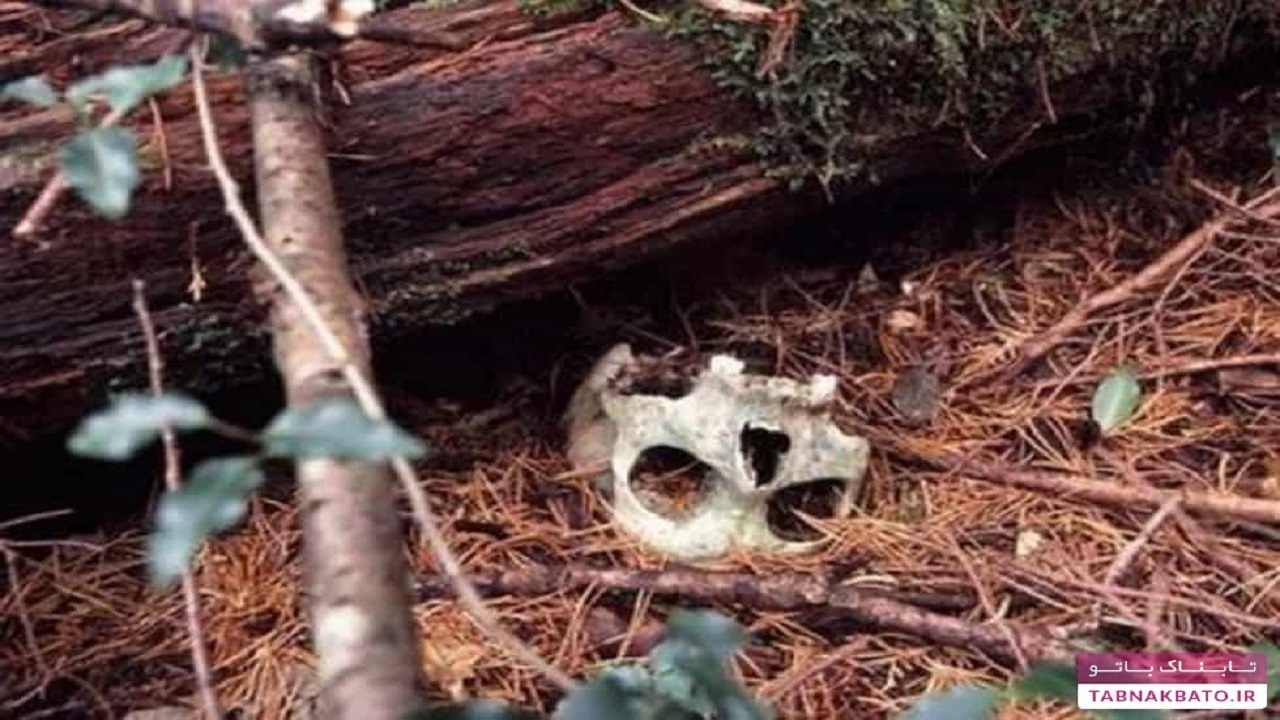 از جنگل خودکشی در ژاپن چه می دانید؟ (+عکس) جنگل خودکشی در ژاپن