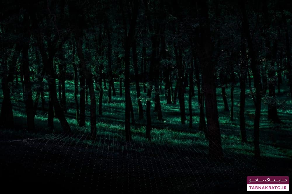 از جنگل خودکشی در ژاپن چه می دانید؟ (+عکس) جنگل خودکشی در ژاپن