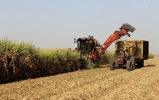 رکورد برداشت نیشکر در کشت و صنعت های هفتگانه شکسته شد
