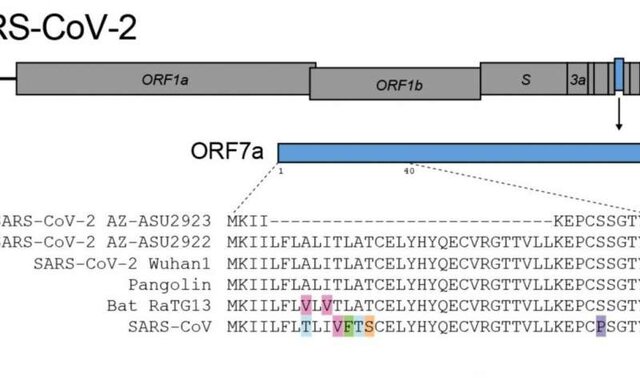 کشف یک جهش منحصر به فرد در کروناویروس کشف یک جهش منحصر به فرد در کروناویروس