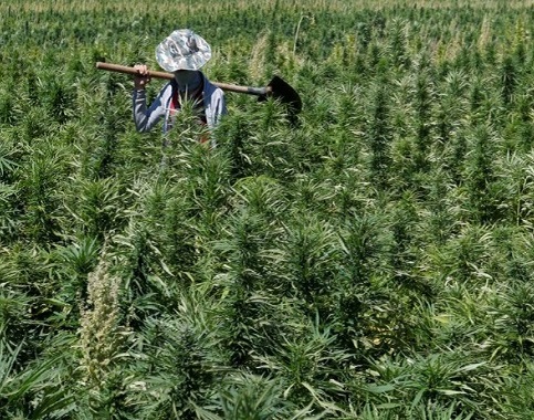 پارلمان لبنان: برای بهبود اقتصاد علف میکاریم کشاورز لبنانی در مزرعه شاه دانه