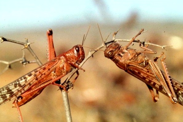 مبارزه با ملخ صحرایی در 7 استان جنوبی کشور