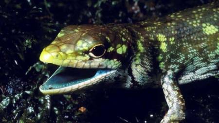 خزندگان و مارمولک&zwnj;های گرمسیری