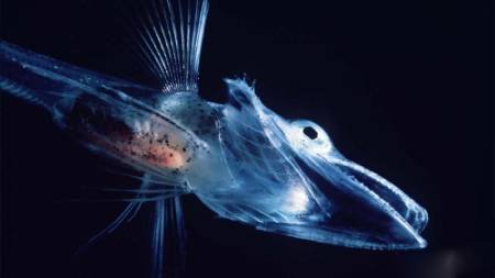 یخ&zwnj;ماهیان تمساحی