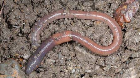 کرم های خاکی&nbsp;