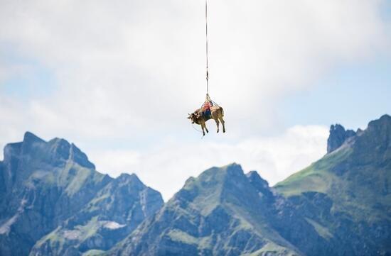 انتقال گاو بیمار با بالگرد در سوئیس