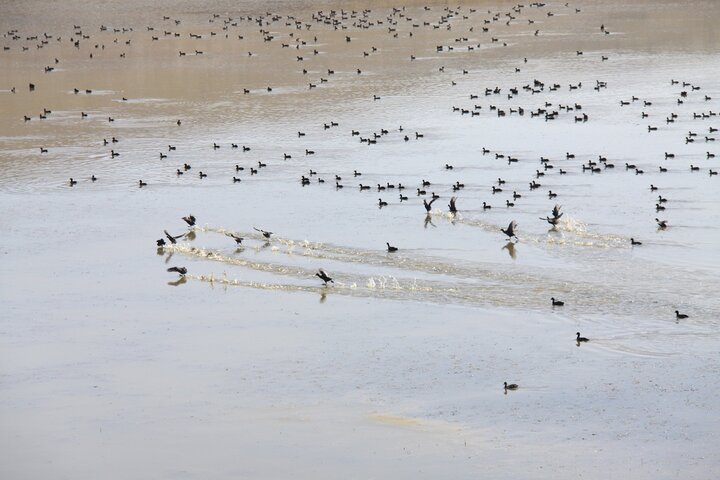  پرندگان مهاجر