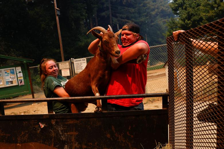 آتشسوزی کالیفرنیا/ از تخلیه خانه تا کمک ارتش (+عکس) نجات حیوانات از اتش سوزی کالیفرنیا