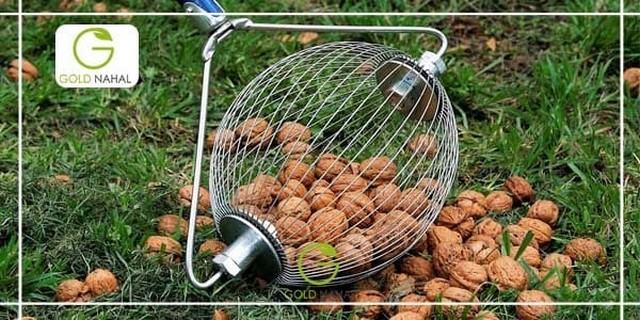 چرا بعد از خرید نهال گردو برخی از نهال ها خشک می شوند؟ چرا بعد از خرید نهال گردو برخی از نهال ها خشک می شوند؟