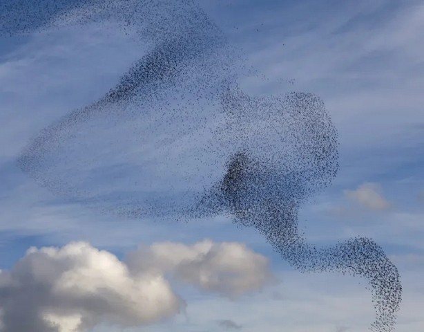 دسته پرندگان سار در انگلیس 