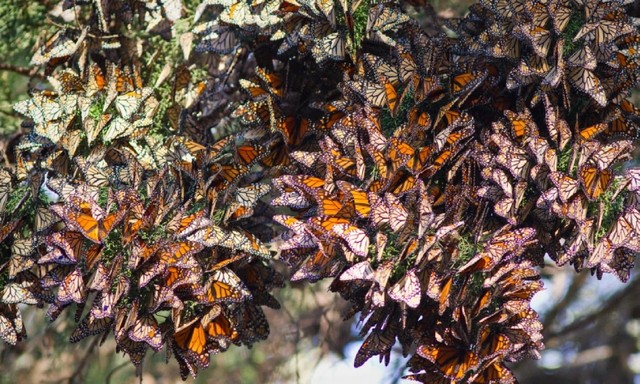 مهاجرت پروانه‌های شهریار در مکزیک 