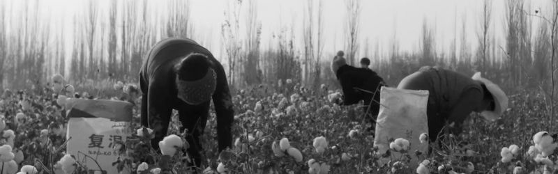 کار اجباری مسلمانان اویغور در مزارع ننگین پنبه  چین کار اجباری مسلمانان اویغور در مزارع ننگین پنبه  چین