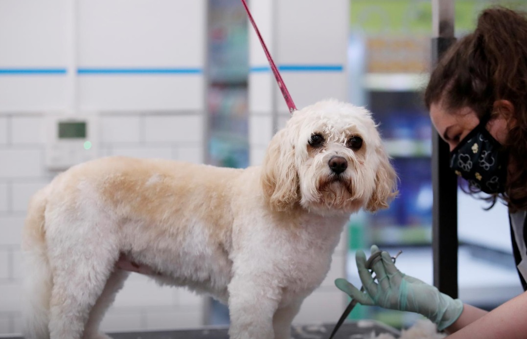 پس از برگزیت؛ گذرنامه  اروپایی حیوانات خانگی اروپا لغو میشود پس از برگزیت؛ گذرنامه  اروپایی حیوانات خانگی اروپا لغو میشود