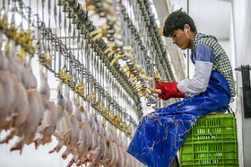 هشدار «دبیر انجمن جوجه یک روزه» نسبت به کمبود گوشت در کشور