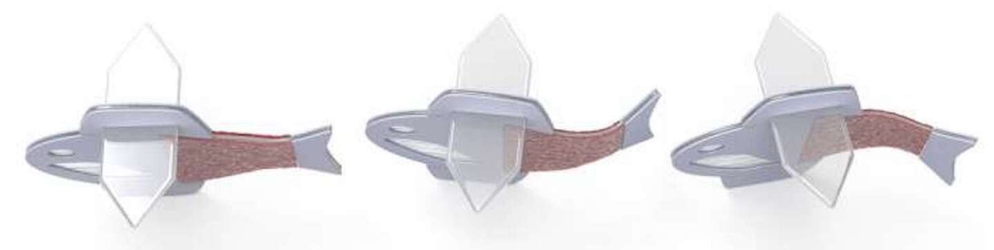 آیا ماهی بیوهیبرید می تواند به ساخت قلب مصنوعی برای پیوند کمک کند