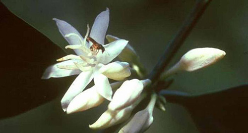 جهان بدون زنبور چگونه است؟ جهان بدون زنبور چگونه است؟