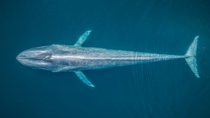 نمایی شگفت انگیز از حیات زیرآبی در مسابقه عکس روز جهانی اقیانوس