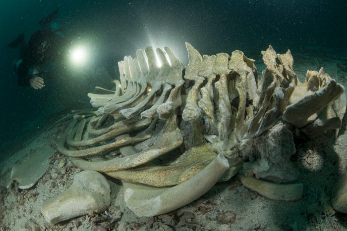 نمایی شگفت انگیز از حیات زیرآبی در مسابقه عکس روز جهانی اقیانوس