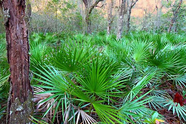 از معجزه ای به نام ساوپالمتو از معجزه ای به نام ساوپالمتو