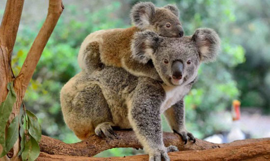 با خنگترین حیوانات دنیا آشنا بشید (+عکس) کوالا