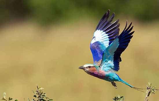 با خنگترین حیوانات دنیا آشنا بشید (+عکس) سبزقبای سینه یاسی