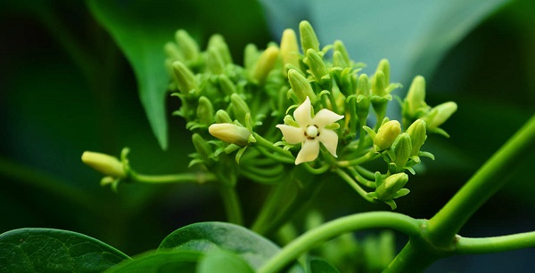 گیمنما گیاهی با خواص دارویی- درمانی خیره کننده