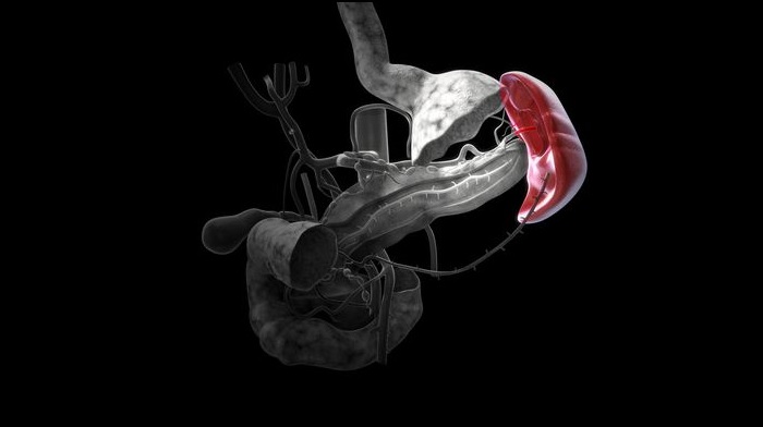 دانستنی‌هایی درباره طحال؛ از ساختار تا نقش رژیم غذایی در سلامت آن