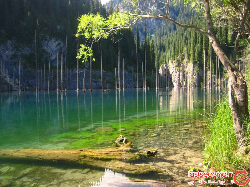جنگل زیردریایی در دریاچه کیندی، قزاقستان ‎